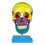 Anatomia