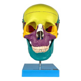 Anatomia