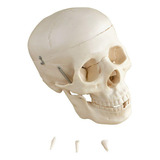 Cranio Humano Dividido Em 5 Partes