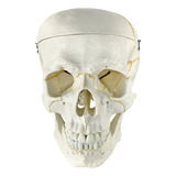 Crânio Modelo Anatômico Suturas Forames Mandíbula