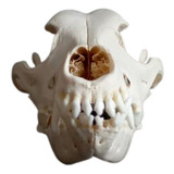 Cranio Natural De Cachorro / Caveira / Modelo Anatômico