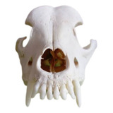 Cranio Natural De Cachorro / Caveira / Modelo Anatômico