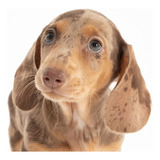 Dachshund Basset Teckel Fêmea Mini