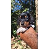 Dachshund Miniatura (teckel - Cofap - Salsicha )