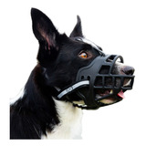 Cão
