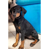 Doberman Europeu Belo Filhote