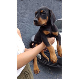 Doberman Machinho Preto Belo Filhote