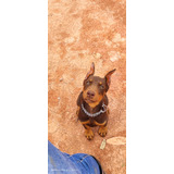 Dobermann Fêmea Marrom