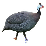 Duzia Ovos Galados Ferteis Galinha D Angola Gigante Francesa