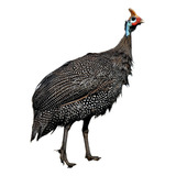 Fraco