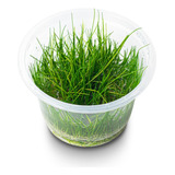 Eleocharis Acicularis (in Vitro)