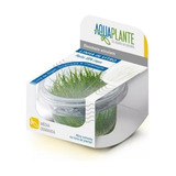 Eleocharis Acicularis Linha In Vitro Aquaplante