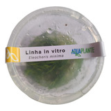 Eleocharis Minima (in Vitro) Aquaplante