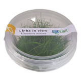 Eleocharis Minima In Vitro Aquaplante