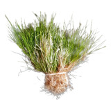 Eleocharis Minima Planta Carpete Para Aquario