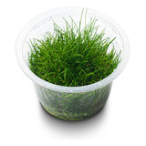 Eleocharis Sp. Japan (in Vitro)