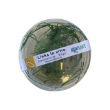Eleocharis Sp. Xingu (montevidensis) (in Vitro)