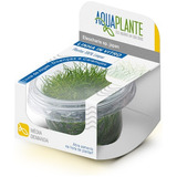 Eleocharis Sp Japan 'in Vitro Livre De Algas Aquaplante