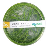 Eleocharis Vivipara In Vitro Aquaplante