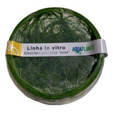 Eleocharis Vivipara Mini (in Vitro)