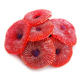 Enfeite De Silicone Soma Coral Ricordea Vermelha 02