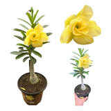 Enxerto Muda Rosa Do Deserto Adenium Amarela Linda Coleção 