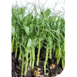 Ervilha Torta De Flor Roxa Envelope Com 10g = 40 Sementes