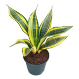 Trifasciata