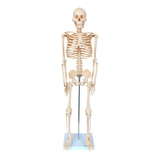 Esqueleto 85 Cm Anatomia Humana Em
