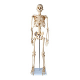 Esqueleto 85 Cm Articulado C/ Suporte P/ Estudo De Anatomia