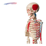 Esqueleto 85 Cm C/ Inserções Musculares + Suporte Anatomia 
