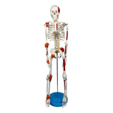 Esqueleto 85 Cm Inserções Musculares, Ligamentos,