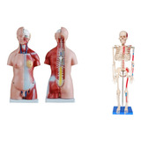 Esqueleto 85cm C/ Inserções Musculares+torso 45cm