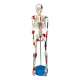Esqueleto 85cm C/ Ligamentos, Inserções Musculares