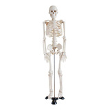 Esqueleto 85cm Completo