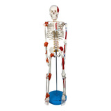 Esqueleto Anatomia Humano 85cm Nervos Vasos