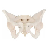 Esqueleto Anatômico Pélvico Feminino Sd5005 Sdorf Scientific