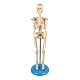 Esqueleto Articulado De 45 Cm