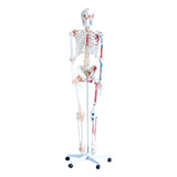 Esqueleto Com Musculos E Ligamentos -