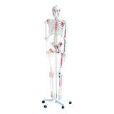 Esqueleto Com Musculos E Ligamentos -