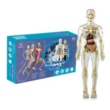 Esqueleto Corpo Humano De Modelos Medicina Enfermagem Anatom