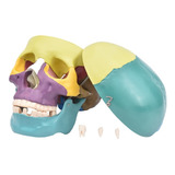 Esqueleto Crânio Mandíbula E Dentes Móveis