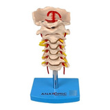 Esqueleto Da Coluna Vertebral Cervical, Anatomia