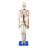 Esqueleto De 85 Cm Com Vasos