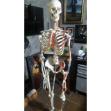 Esqueleto Humano 1,70 Cm Articulação Inserções Muscular