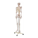 Esqueleto Humano 1,70cm Com Suporte Haste E Rodas