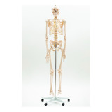 Esqueleto Humano 1.70cm Haste Suporte Rodas