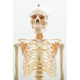 Esqueleto Humano 1.70cm Haste Suporte Rodas Anatomia Humana