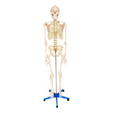 Esqueleto Humano 1,70m Altura Com Rodízio