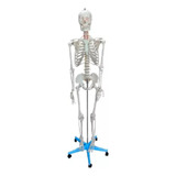 Esqueleto Humano 1,70m Em Tamanho Real + Suporte Com Rodas